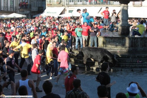 Corrida da vaca das cordas em Ponte de Lima